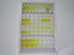 ELISA Kit for Von Willebrand Factor (vWF)