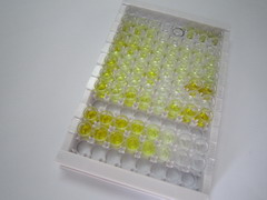 ELISA Kit for Von Willebrand Factor (vWF)