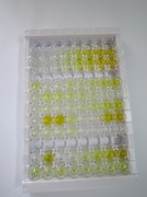 ELISA Kit for Thyrotropin Releasing Hormone (TRH)