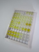 ELISA Kit for Apelin 12 (AP12)