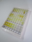 ELISA Kit for Amyloid Beta Peptide 1-40 (Ab1-40)