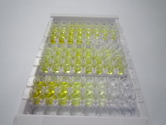 ELISA Kit for Parathyroid Hormone (PTH)