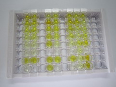 ELISA Kit for Kallikrein 1 (KLK1)