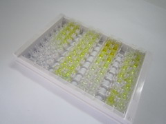 ELISA Kit for Ghrelin (GHRL)