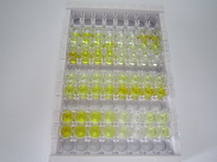 ELISA Kit for Fetal Hemoglobin (HBF)