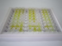 ELISA Kit for Cholecystokinin 8 (CCK8)