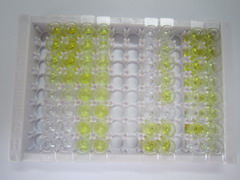 ELISA Kit for Peptide YY (PYY)