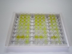 ELISA Kit for Big Dynorphin (Dyn)