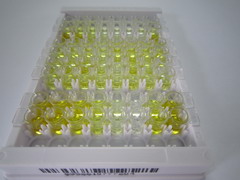 ELISA Kit for Gastrin (GT)