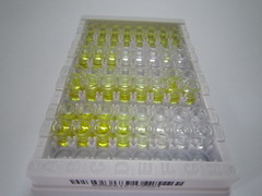 ELISA Kit for Gastrin (GT)