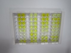 ELISA Kit for Immunoglobulin G2 (IgG2)