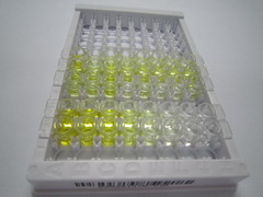 ELISA Kit for Immunoglobulin G2 (IgG2)