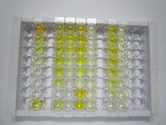 ELISA Kit for Inhibin Beta B (INHbB)