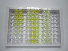 ELISA Kit for Apelin 36 (AP36)