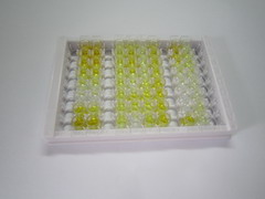 ELISA Kit for Apelin 13 (AP13)