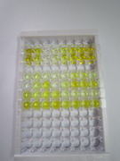 ELISA Kit for Hemojuvelin (HJV)