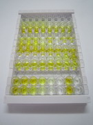 ELISA Kit for Kisspeptin 1 (KISS1)