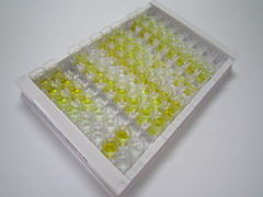 ELISA Kit for N-Terminal Pro-C-Type Natriuretic Peptide (NT-ProCNP)