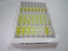 ELISA Kit for Apelin 17 (AP17)