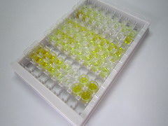 ELISA Kit for Apelin (APLN)