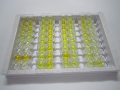 ELISA Kit for Hemoglobin Delta (HBd)