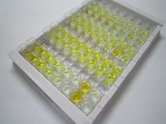 ELISA Kit for Hemoglobin Beta (HBb)