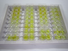 ELISA Kit for Thymosin Beta 10 (TMSb10)