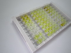 ELISA Kit for Insulin Like Protein 3 (INSL3)