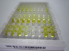 ELISA Kit for Endothelin 2 (EDN2)