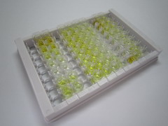 ELISA Kit for Endothelin 2 (EDN2)