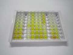 ELISA Kit for S-Adenosyl Methionine (SAM)