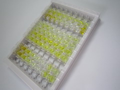 ELISA Kit for Secretagogin (SCGN)