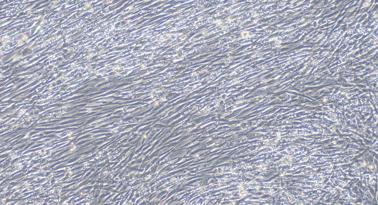 Primary Canine Adrenal Cortical Cells (ADCC)