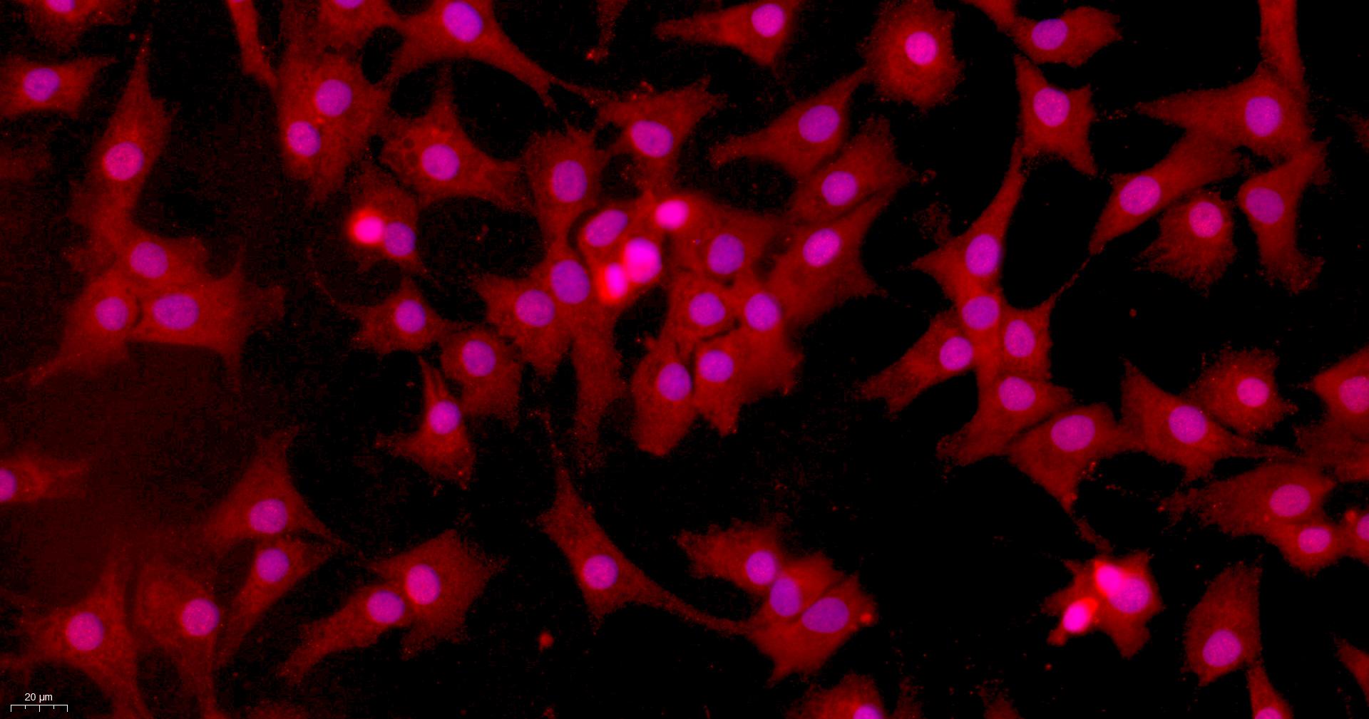 Primary Caprine Articular Chondrocytes (AC)