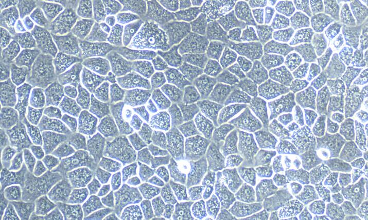 Primary Gallus Articular Chondrocytes (AC)