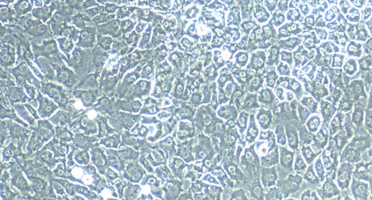 Primary Porcine Articular Chondrocytes (AC)