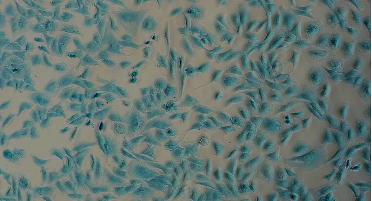 Primary Rat Articular Chondrocytes (AC)