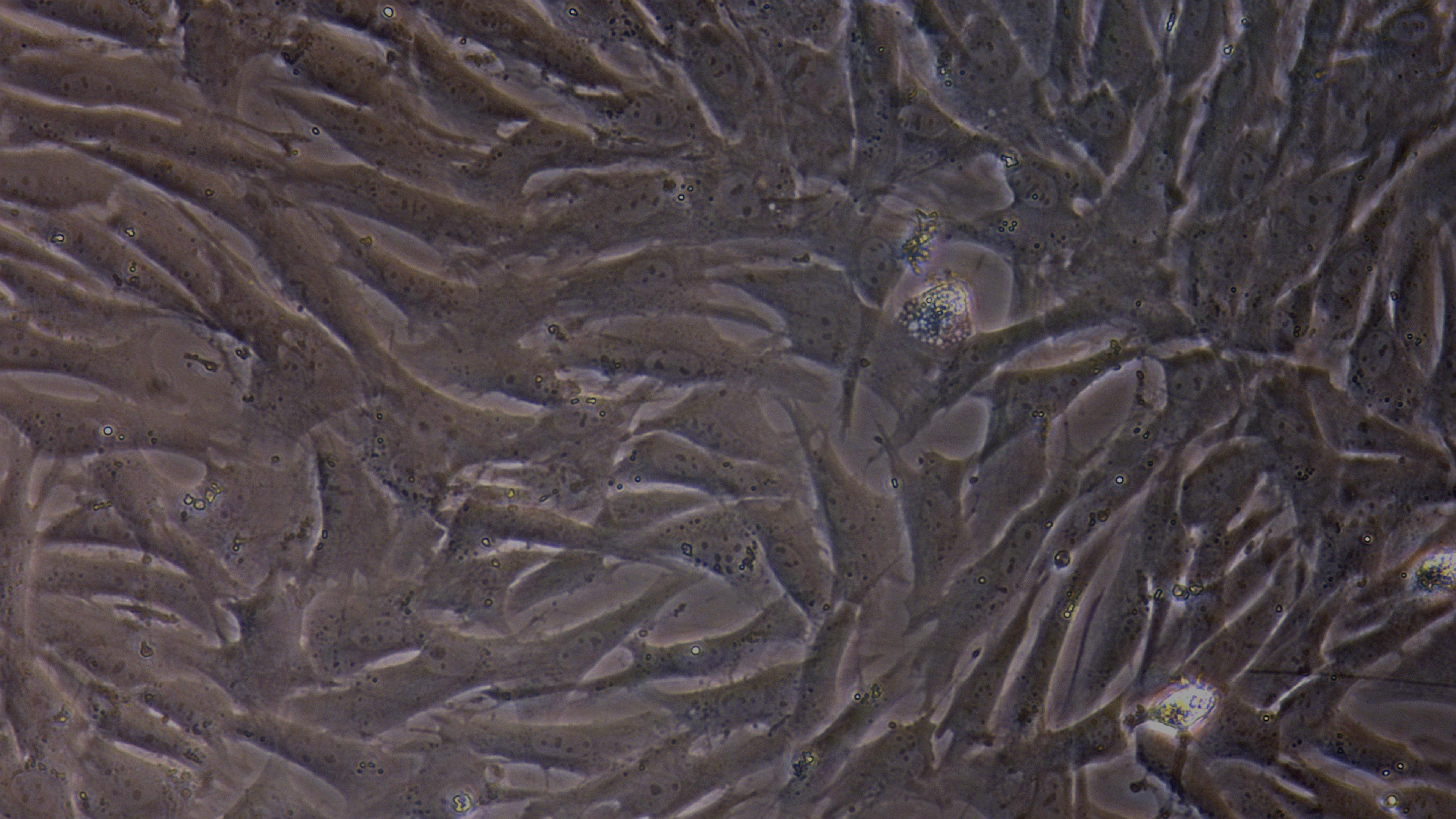 Primary Caprine Aortic Endothelial Cells (AEC)