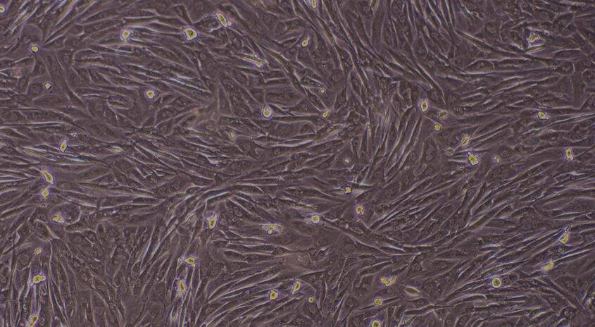 Primary Canine Myocardial Cells (MC)