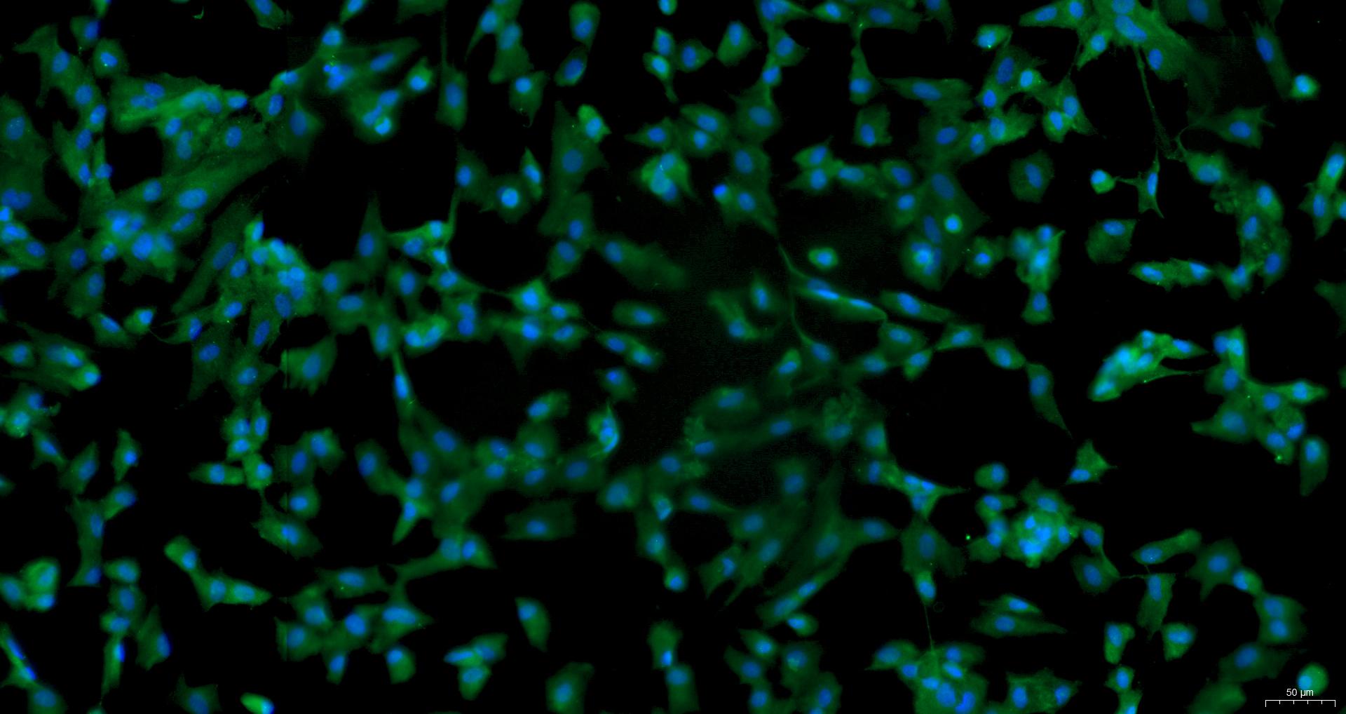 Primary Canine Myocardial Cells (MC)