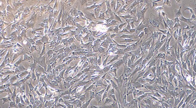 Primary Caprine Myocardial Cells (MC)