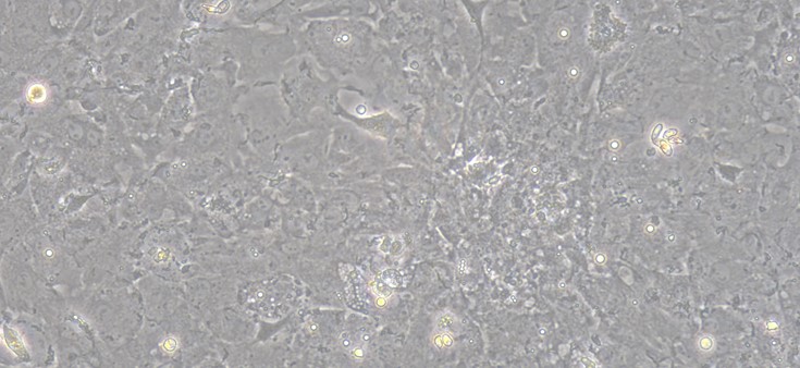 Primary Gallus Myocardial Cells (MC)