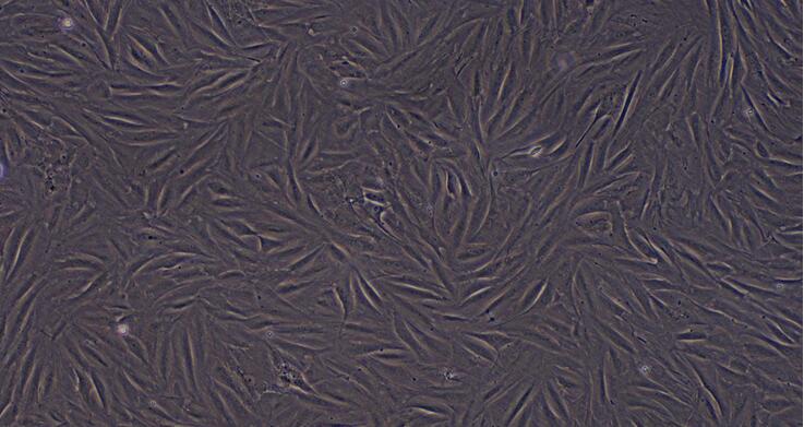 Primary Rabbit Myocardial Cells (MC)