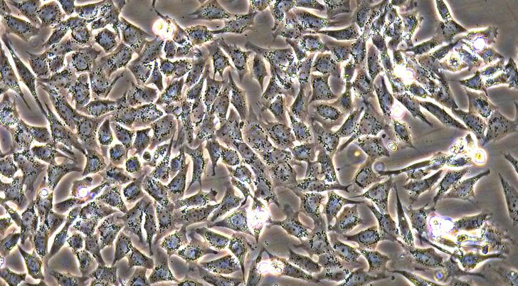 Primary Canine Annulus Fibrosus Cells (AFC)