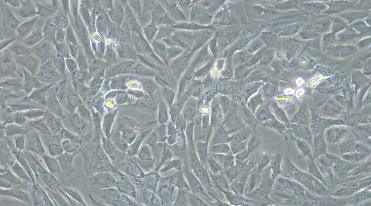 Primary Canine Annulus Fibrosus Cells (AFC)