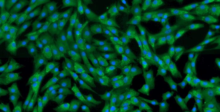 Primary Canine Annulus Fibrosus Cells (AFC)