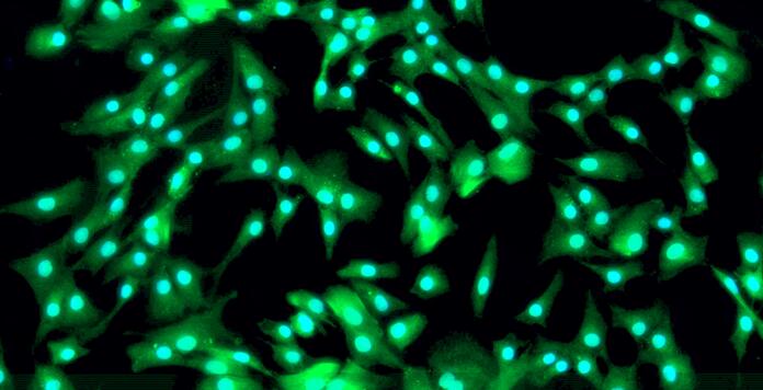 Primary Canine Annulus Fibrosus Cells (AFC)