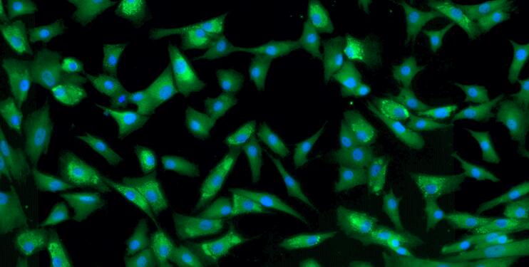 Primary Caprine Annulus Fibrosus Cells (AFC)