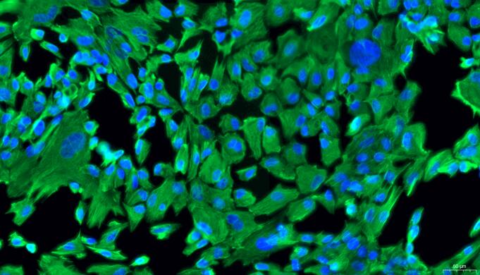 Primary Rabbit Annulus Fibrosus Cells (AFC)