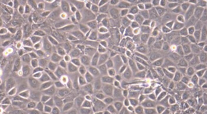 Primary Rat Brain Microvascular Endothelial Cells (BMEC)